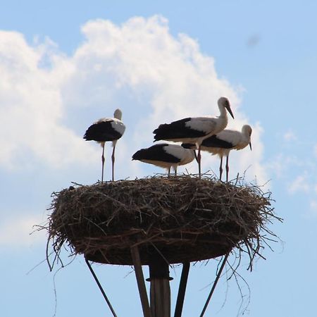 Am Storchennest Apartment Damnatz Екстериор снимка